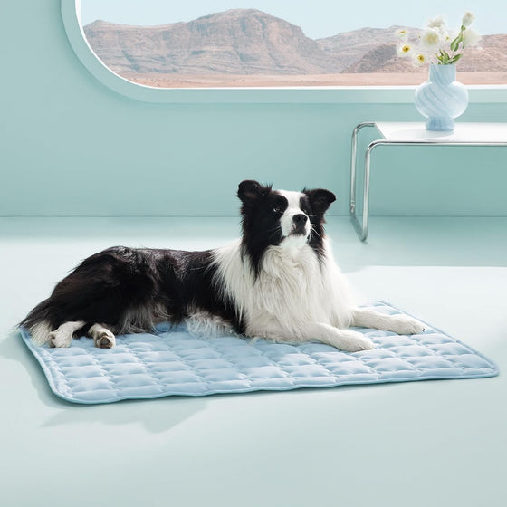 Hellblaue gesteppte Kühlmatte auf dem Boden, Border Collie liegt darauf