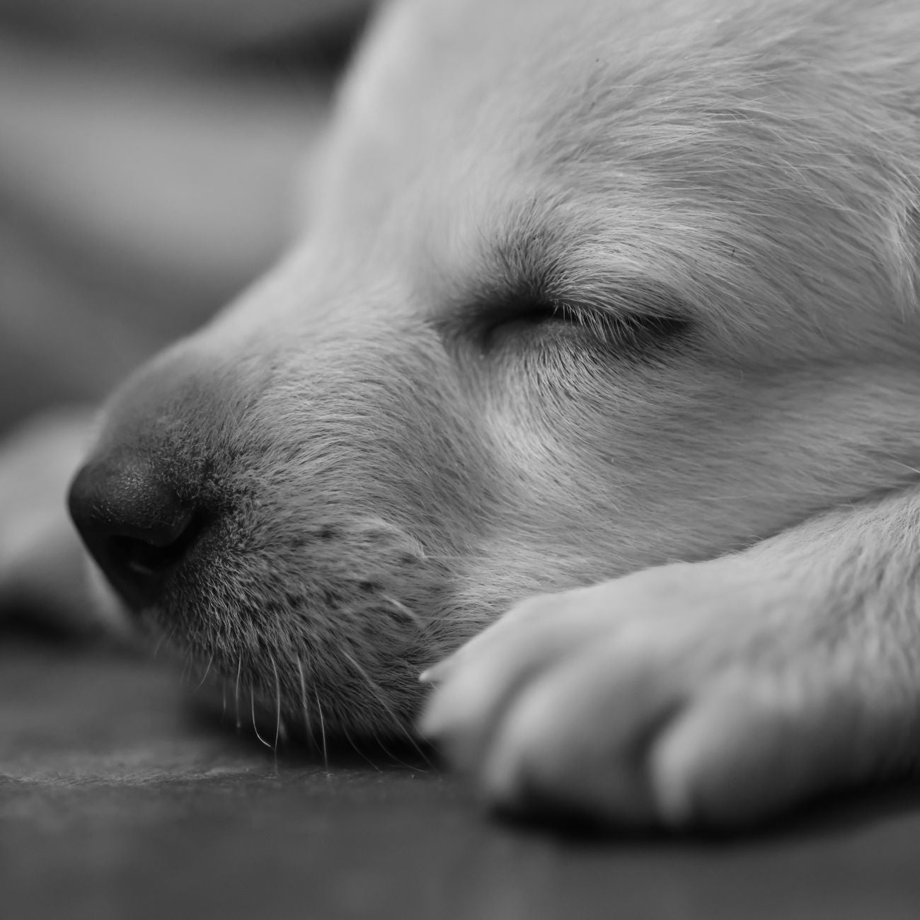 Hundebetten